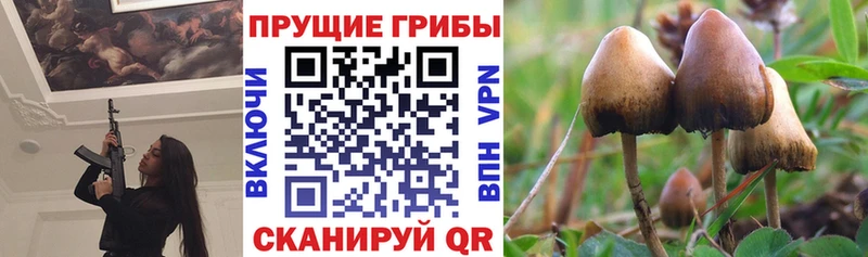 наркотики Райчихинск Псилоцибиновые грибы мицелий